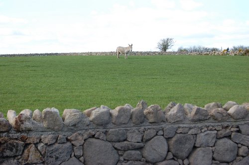 photograph of a donkey in a field before using picasa, © www.BreastFeedingMums.com